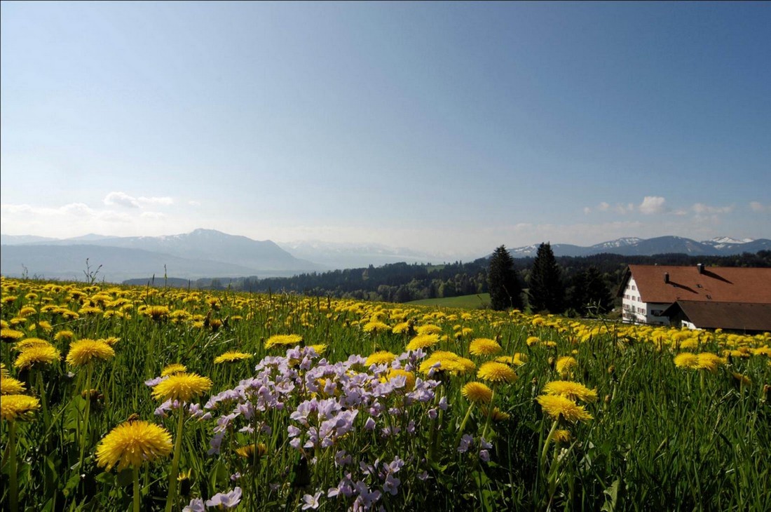 Löwenzahnwiese im Allgäu