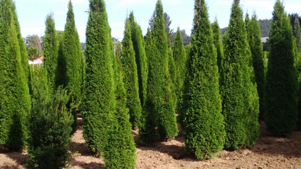 Thuja Sortiment Solitrpflanzen